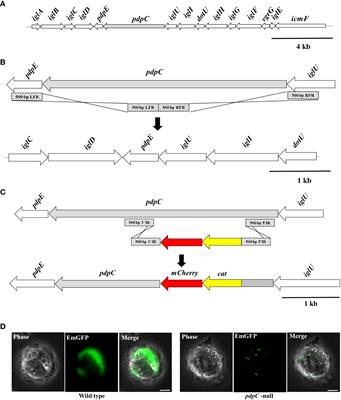 PdpC, a secreted effector protein of the type six secretion system, is required for erythrocyte invasion by Francisella tularensis LVS